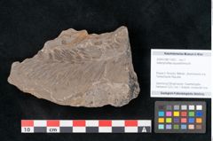 Foto (Objekt + Etikett) von Asterophyllites equisetiformis Br. (NHMW-GEO-2024-0188-11002)